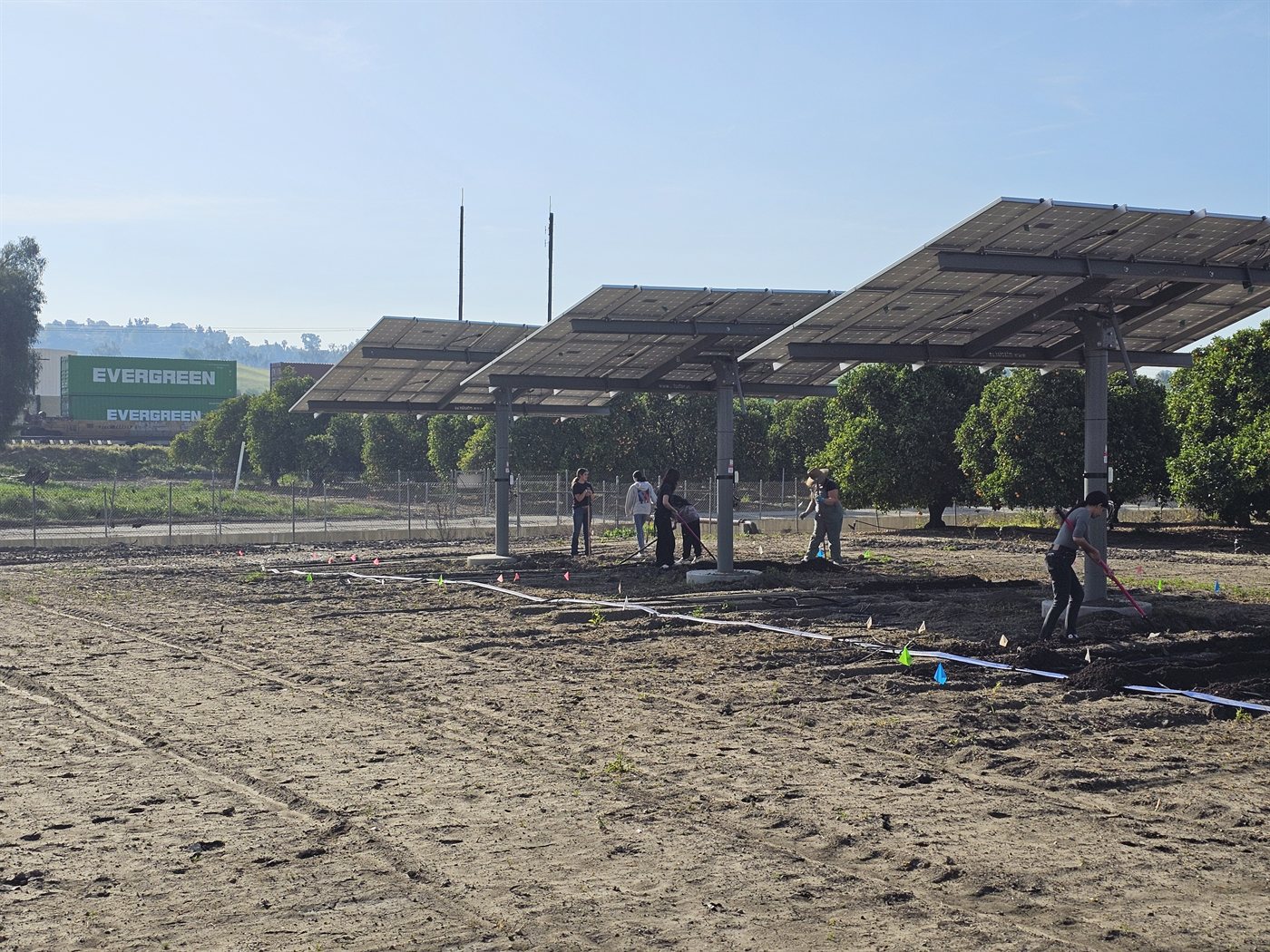 Students preparing research plots beneath the agrivoltaic solar array